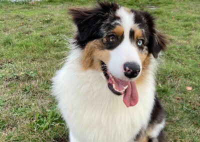 Savvy the Australian Shepard looking towards the camera with her tongue hanging out